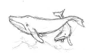 Humpback Whales Sketch